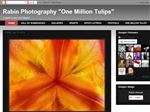 Rabin Photography "One MIllion Tulips"